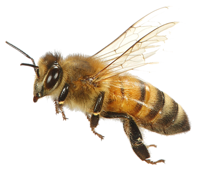 Abeja-Volando-03